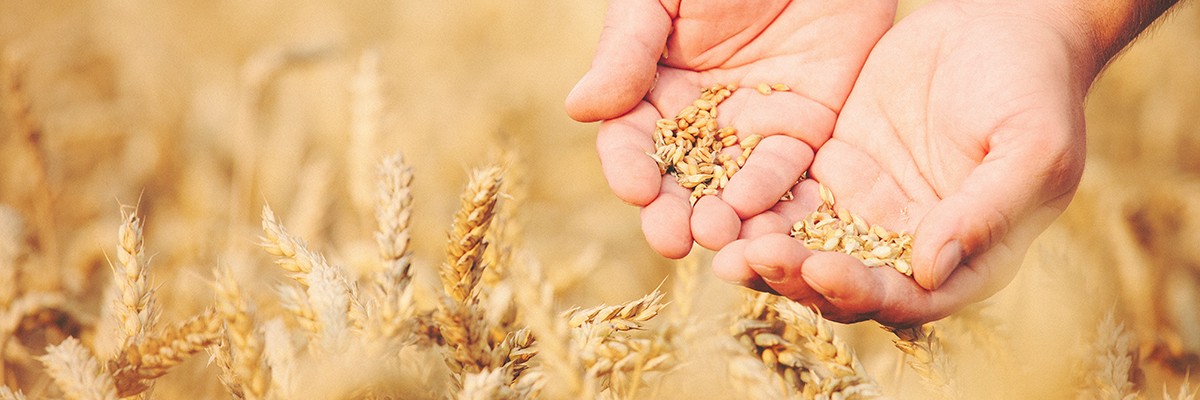 Hände halten Getreidekörner in der Hand, im Hintergrund ein Getreidefeld