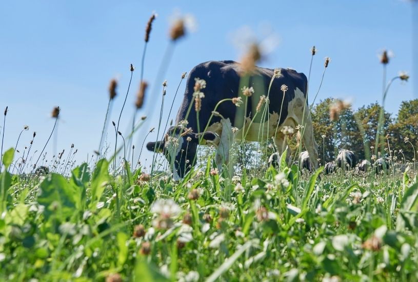 Building a sustainable future for dairy farming 