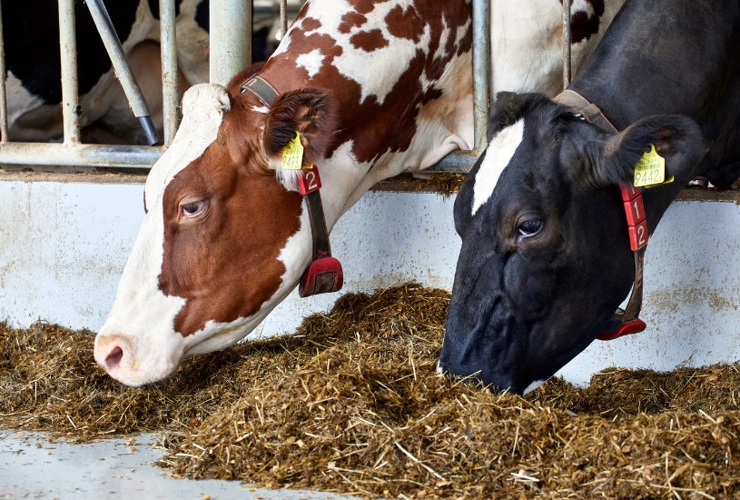 A promising pilot in Belgium to further reduce methane emissions in dairy farming
