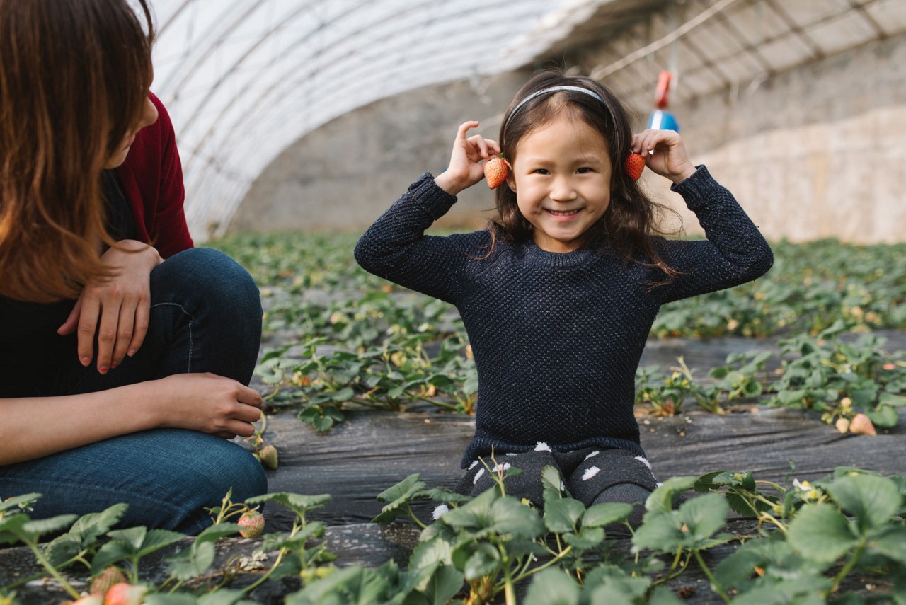 Adorable Girl And Her Mother Picking Strawberry In Greenhouse