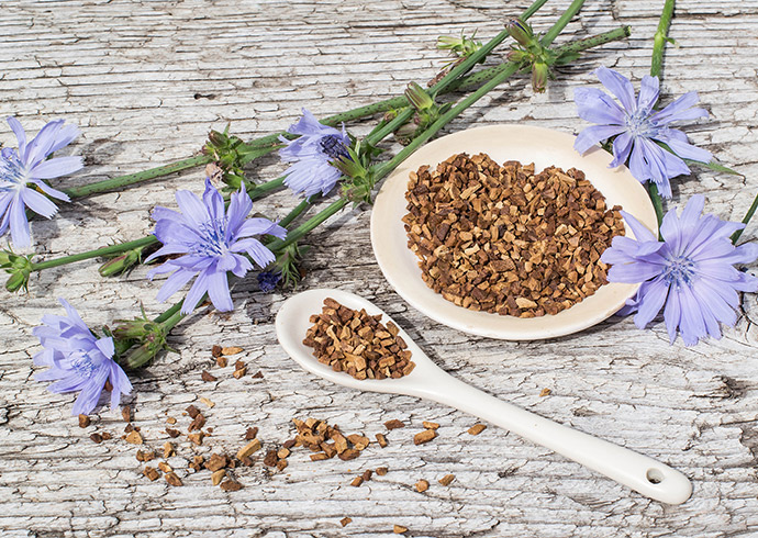 Chicory root importance and benefits