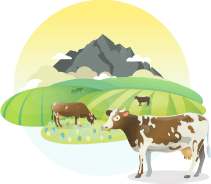 Grass-fed cows farm illustration