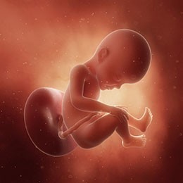 Fetus week 27