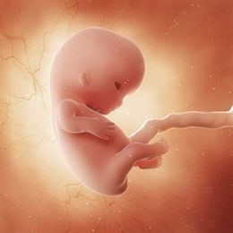 Fetus week 9