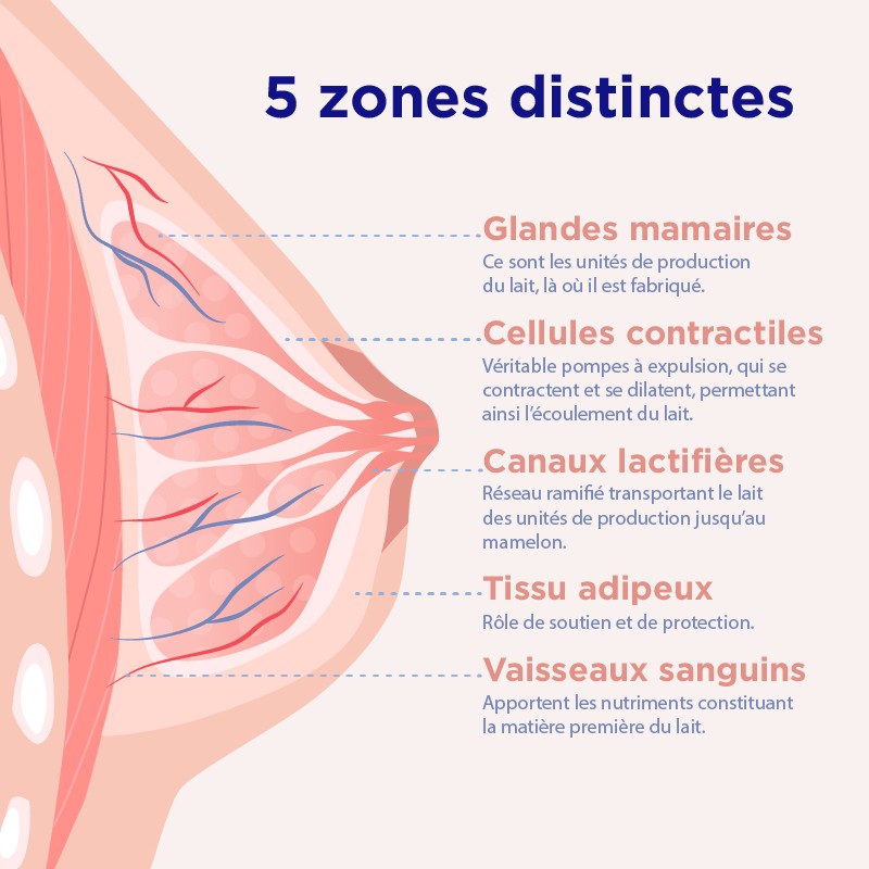 Gallia 12 anatomie min (1)