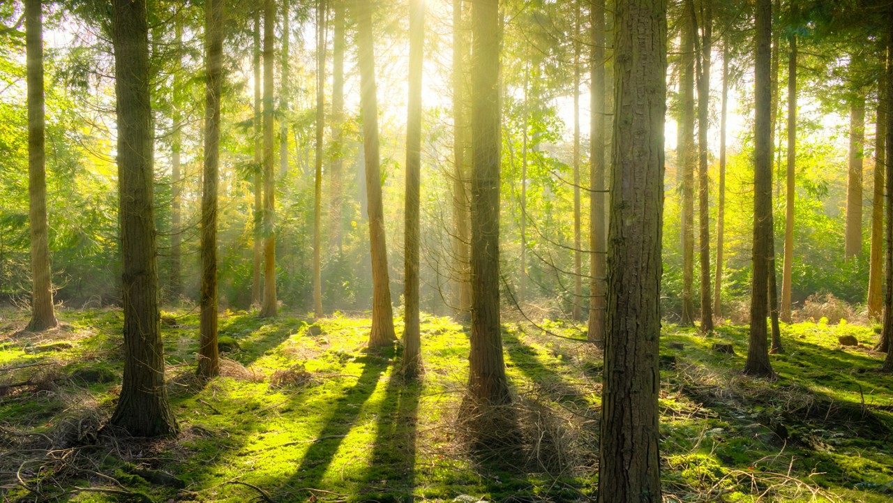 woods-sunlight.jpg