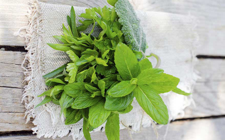 Herbes fra�ches sur une surface en bois rustique