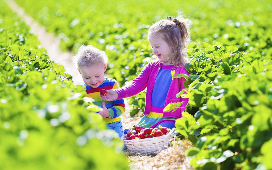Des enfants cueillant des fraises dans un champ