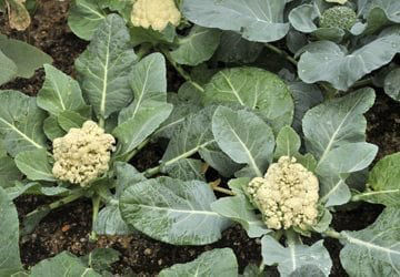 Plants de chou-fleur frais dans la terre du jardin