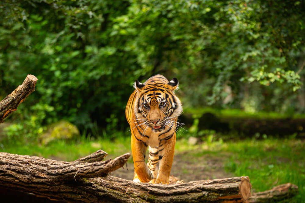 zoos-in-bangkok