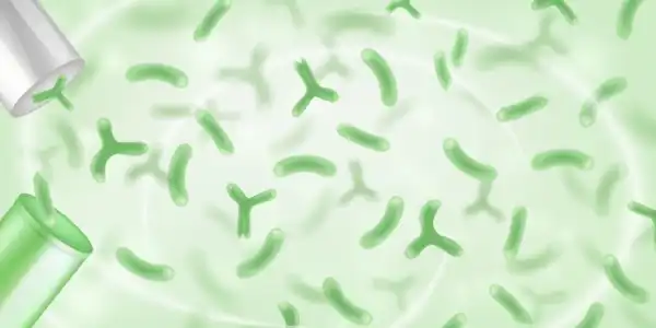 Bifidobacterium