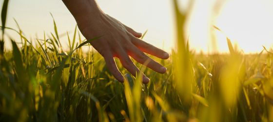 Close-up of a hand touching grass