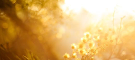 Flowers in golden sunlight