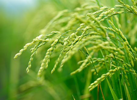 asset r wie rice