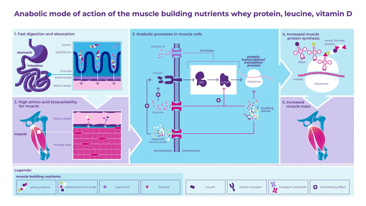 ActiSyn Mode of Action Infographic