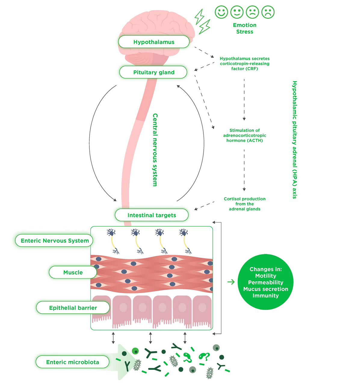Activia_Blog_Image_Lifestyle_factors