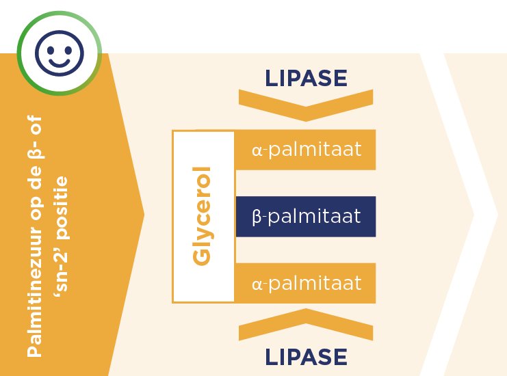 β-palmitaat op de sn-2-positie ondersteunt de calciumopname en zorgt voor zachtere ontlasting door minder vorming van calciumzepen.