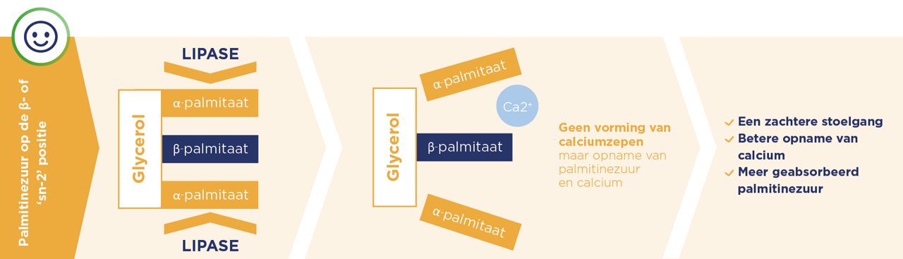 β-palmitaat op de sn-2-positie ondersteunt de calciumopname en zorgt voor zachtere ontlasting door minder vorming van calciumzepen.