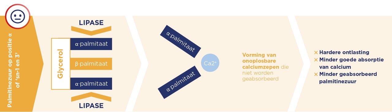 Palmitinezuur op de sn-1- en sn-3-positie kan calciumzepen vormen, wat leidt tot hardere ontlasting en een verminderde calciumopname.