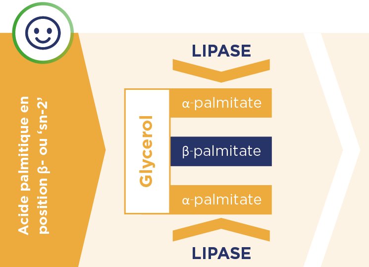 Le β-palmitate en position sn-2 favorise l’absorption du calcium et des selles plus souples en limitant la formation de savons calciques.