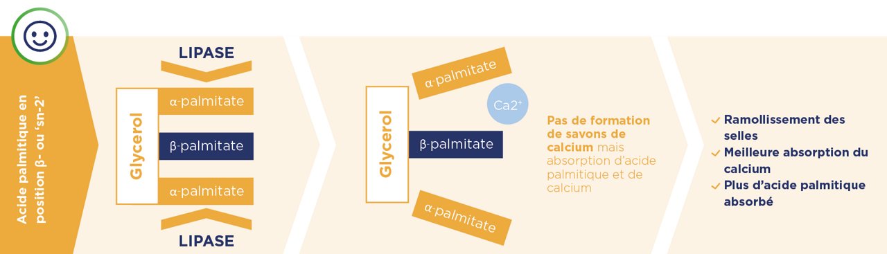 Le β-palmitate en position sn-2 favorise l’absorption du calcium et des selles plus souples en limitant la formation de savons calciques.