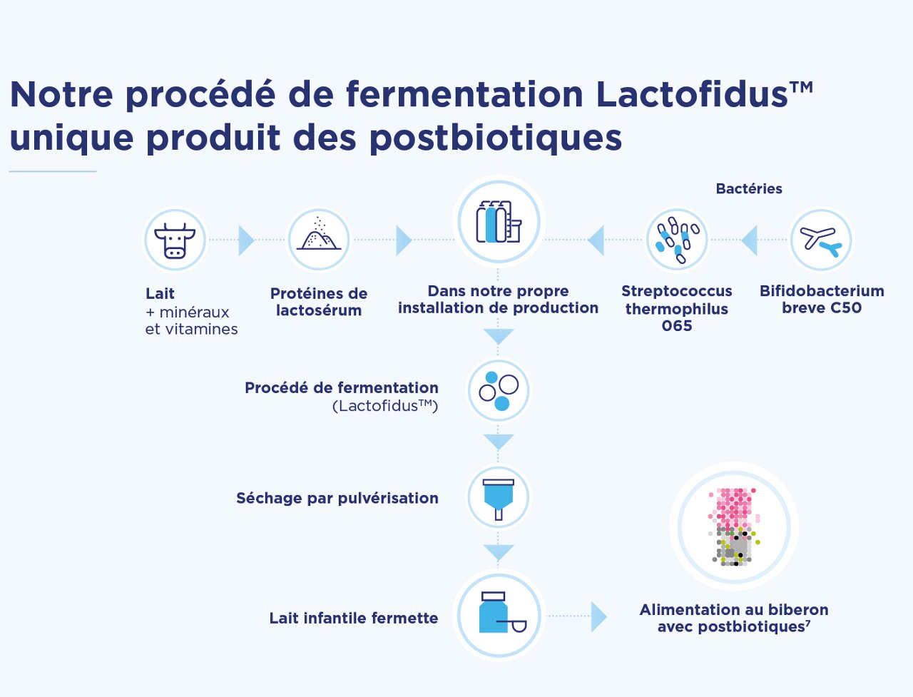 Schéma du processus de fermentation Lactofidus produisant des postbiotiques pour les formules infantiles fermentées.