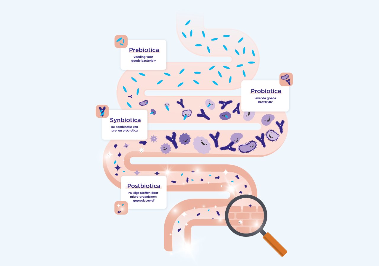 Darmillustratie met pre-, pro-, syn- en postbiotica en hun werking.