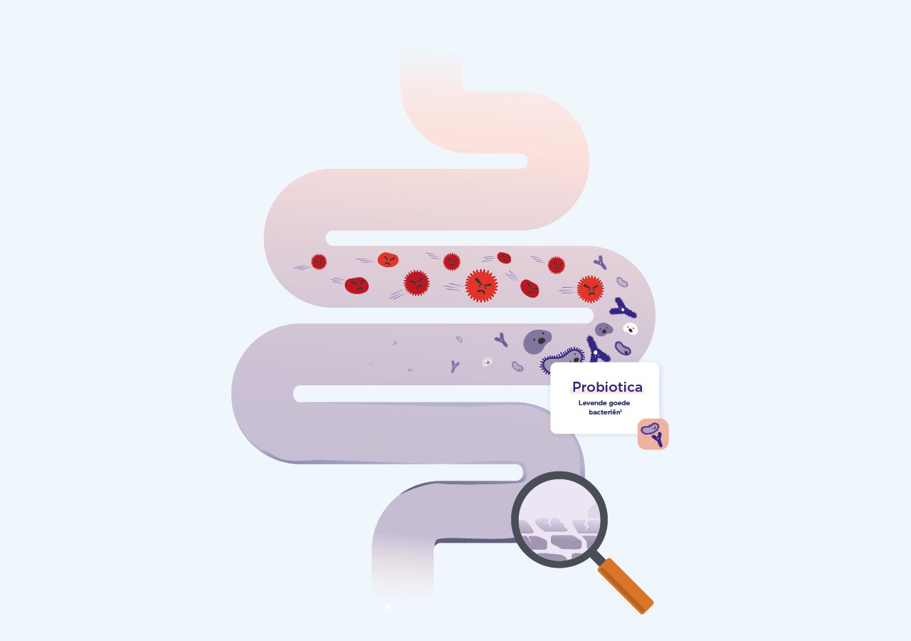Darmillustratie met goede en schadelijke bacteriën, focus op probiotica en darmbalans bij baby’s.