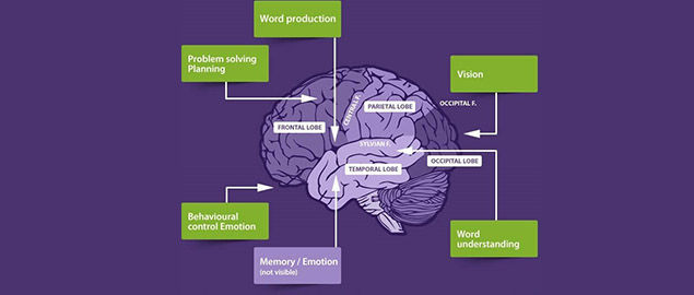 Illustration of different areas of the brain 
