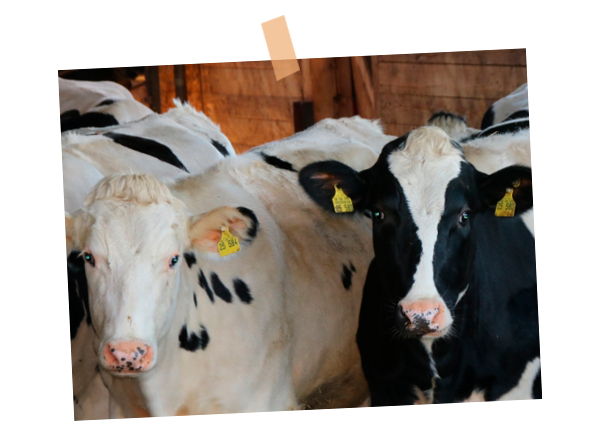 Dany-cows-Landwirtschaftsmodell