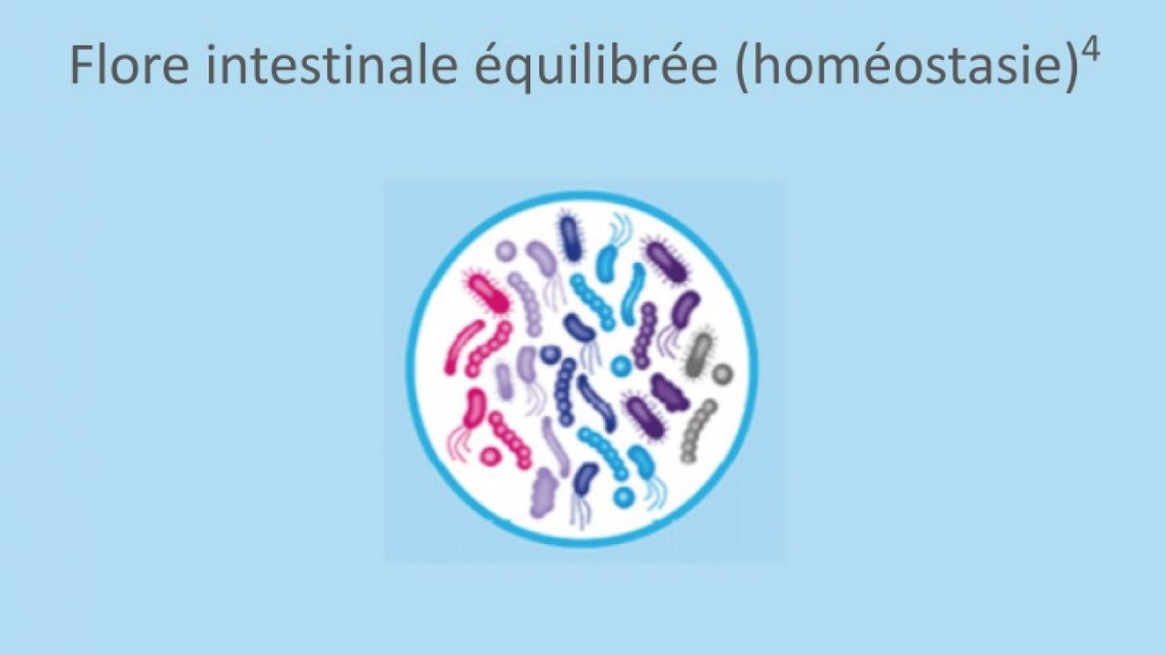Flore_intestinale_equilibree__homeostasie