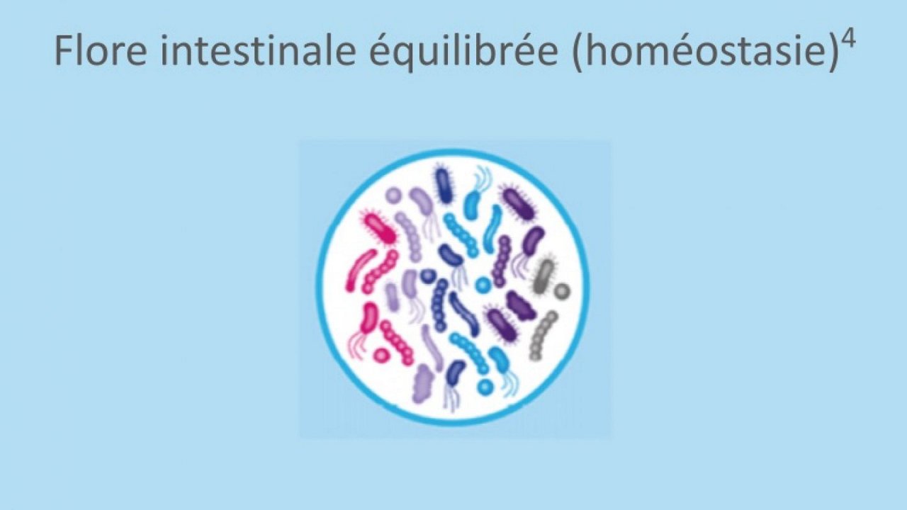 Grafische Darstellung verschiedener bunter Darmbakterien im Kreis, darüber steht der Text „Flore intestinale équilibrée“.