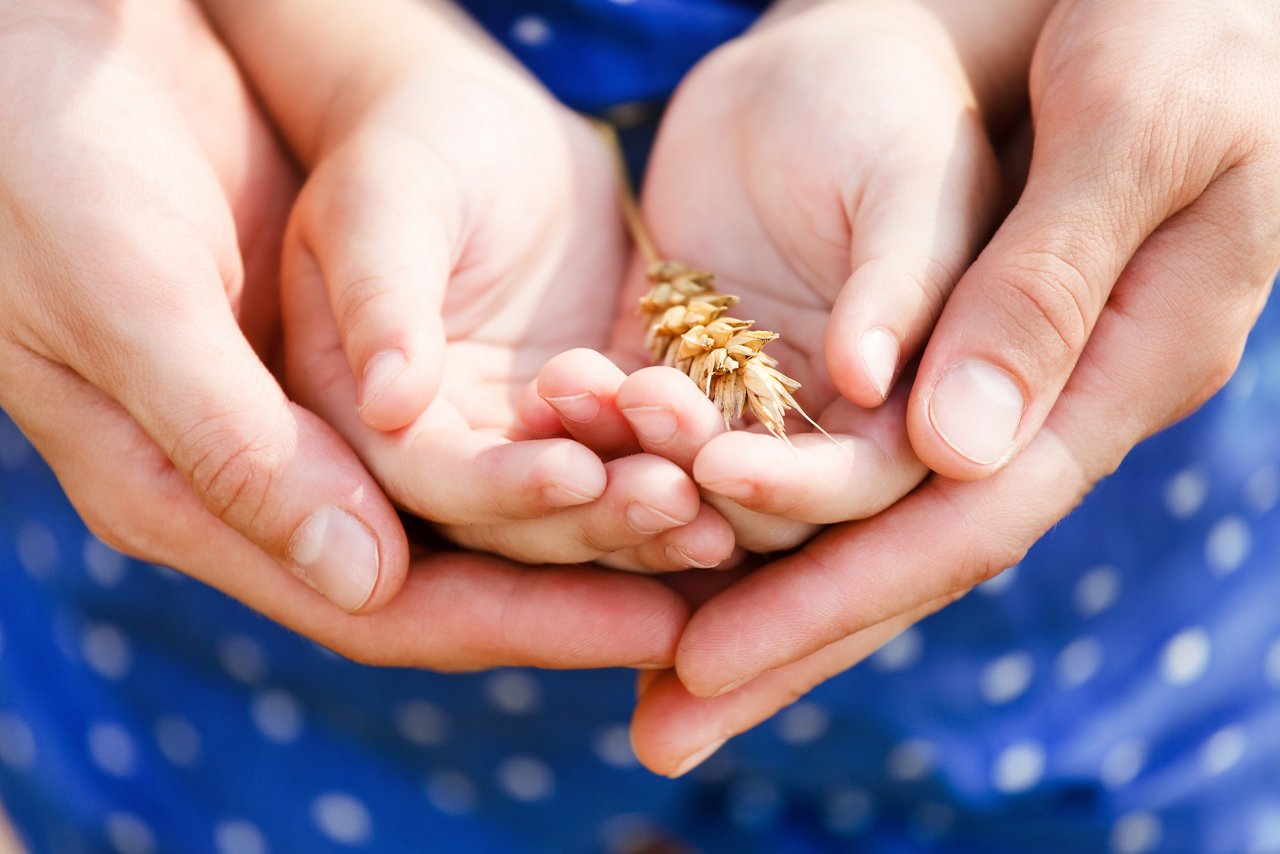 Hands of a mother and her little daughter holding wheat. Concept getty images 596801464