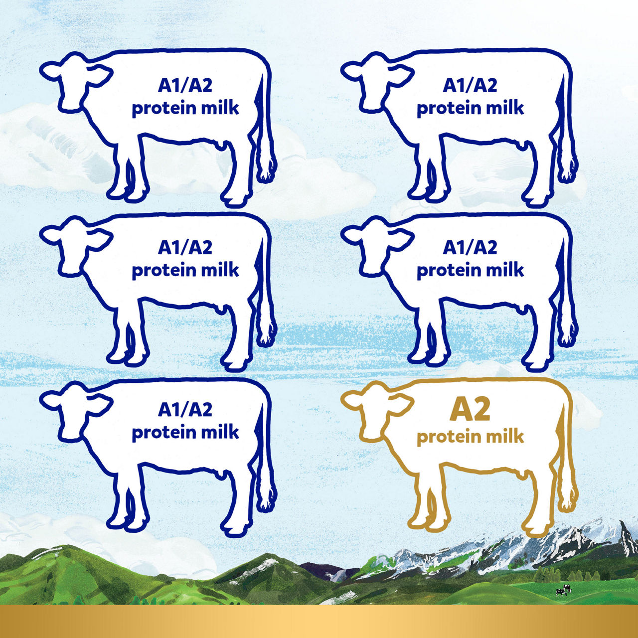 Cows that only produce A2 protein in their milk
