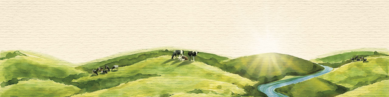 Cows in a field