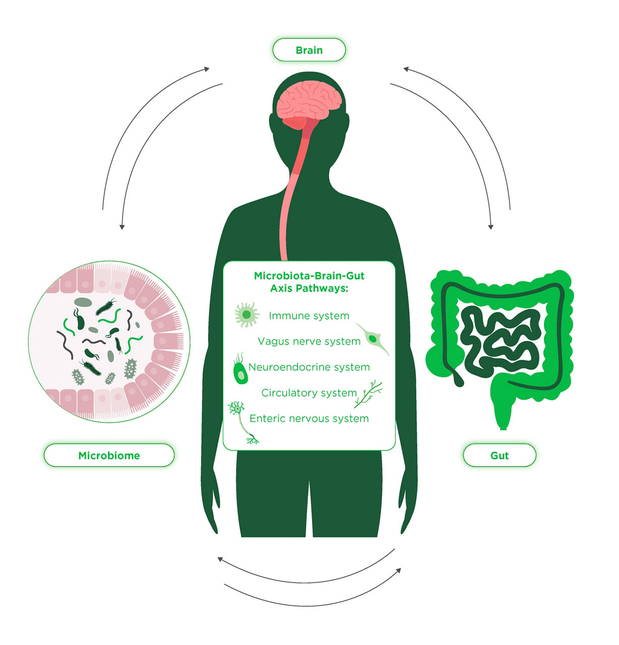 Microbiota Brain Gut Axis Pathways