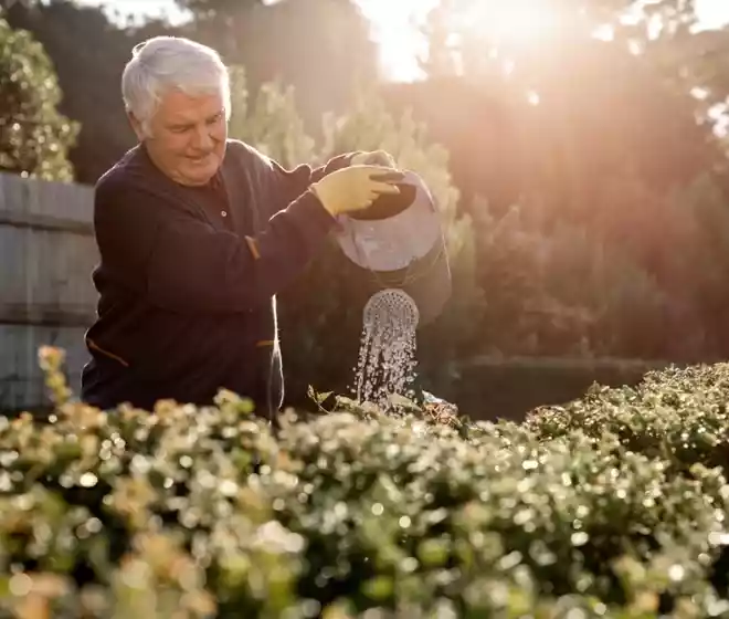 Senior man watering plants in a garden