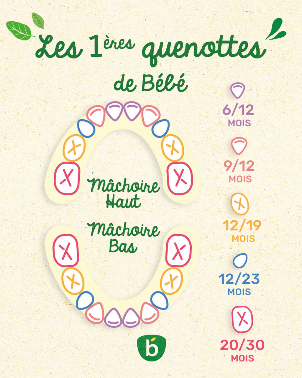 Illustration d'un tableau de developpement dentaire montrant les etapes de croissance des m�choires superieure et inferieure. Le tableau comprend des calendriers annotes pour la poussee dentaire, allant de 6/12 mois a 20/30 mois. Des visuels codes par couleur mettent en evidence les differentes etapes, avec des textes en fran�ais tels que � M�choire Haut � et � M�choire Bas � clairement visibles. Le design presente une esthetique naturelle et ludique avec des feuilles vertes et des tons doux.