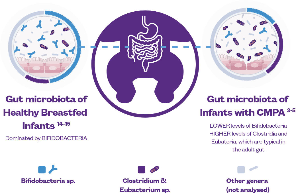 Gut Micobiota