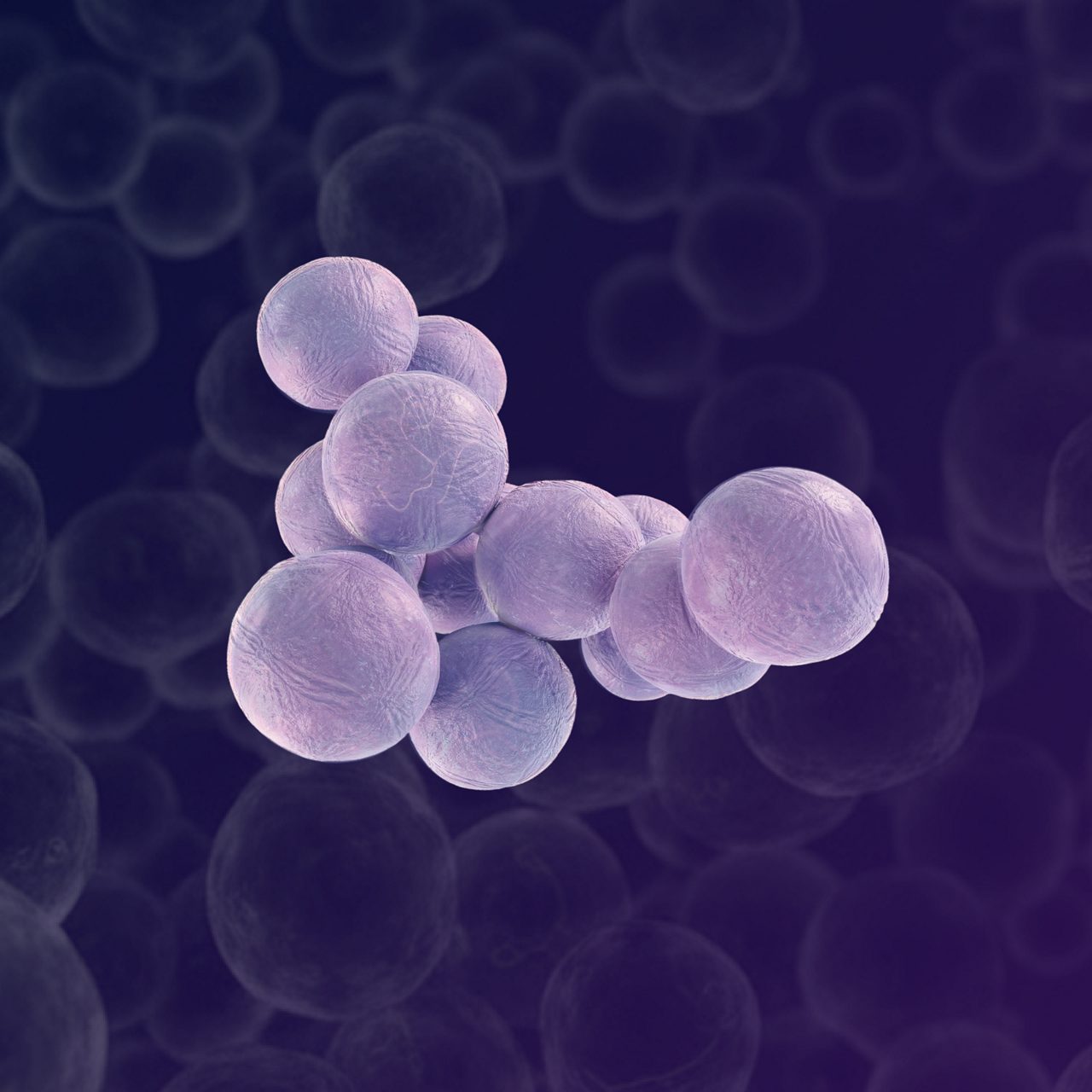 Zoomed-in image of probiotic Lactobacillus bacteria for digestive wellness
