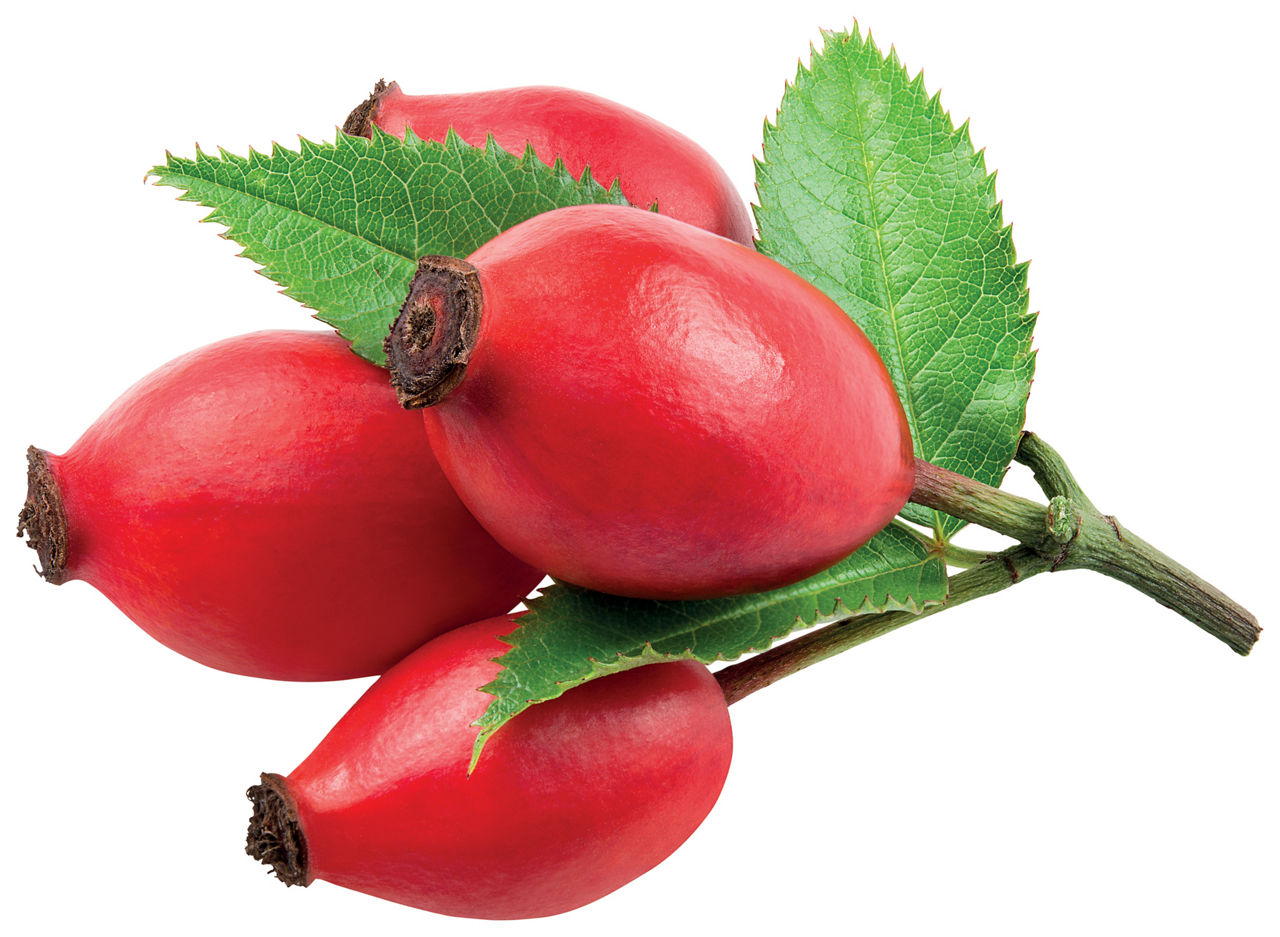 Rose hip isolated on a white background.