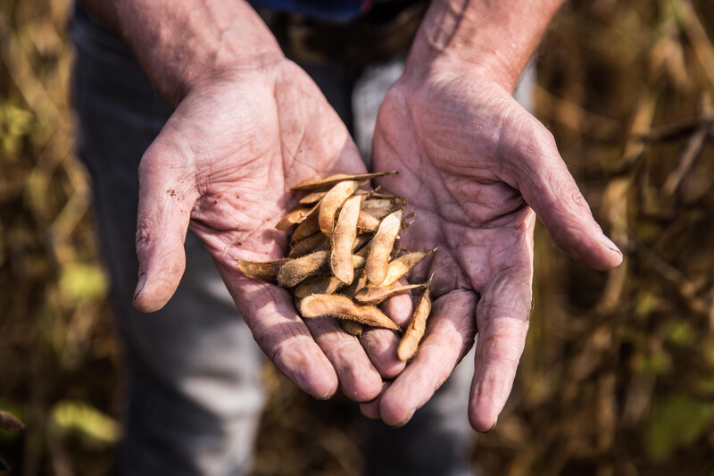 Close-up of a person's cupped hands holding several dried soybean pods. The hands appear weathered and slightly dirty, suggesting recent work in the field. Out-of-focus plants in the background indicate an agricultural setting during harvest time. The warm, earthy tones create a rustic, natural atmosphere.