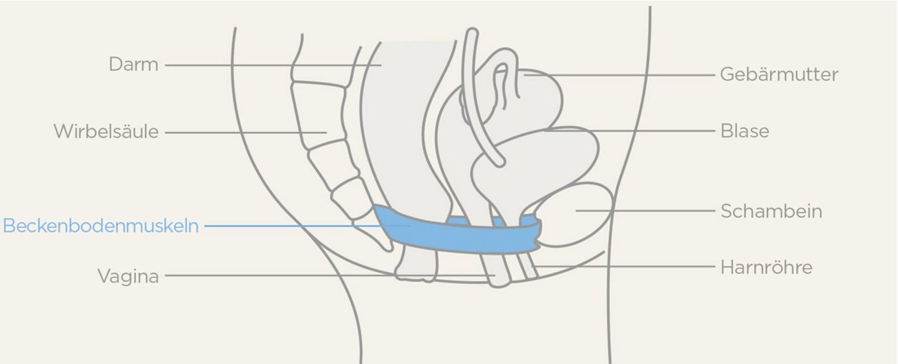 Diagramm Beckenbodenmuskulatur