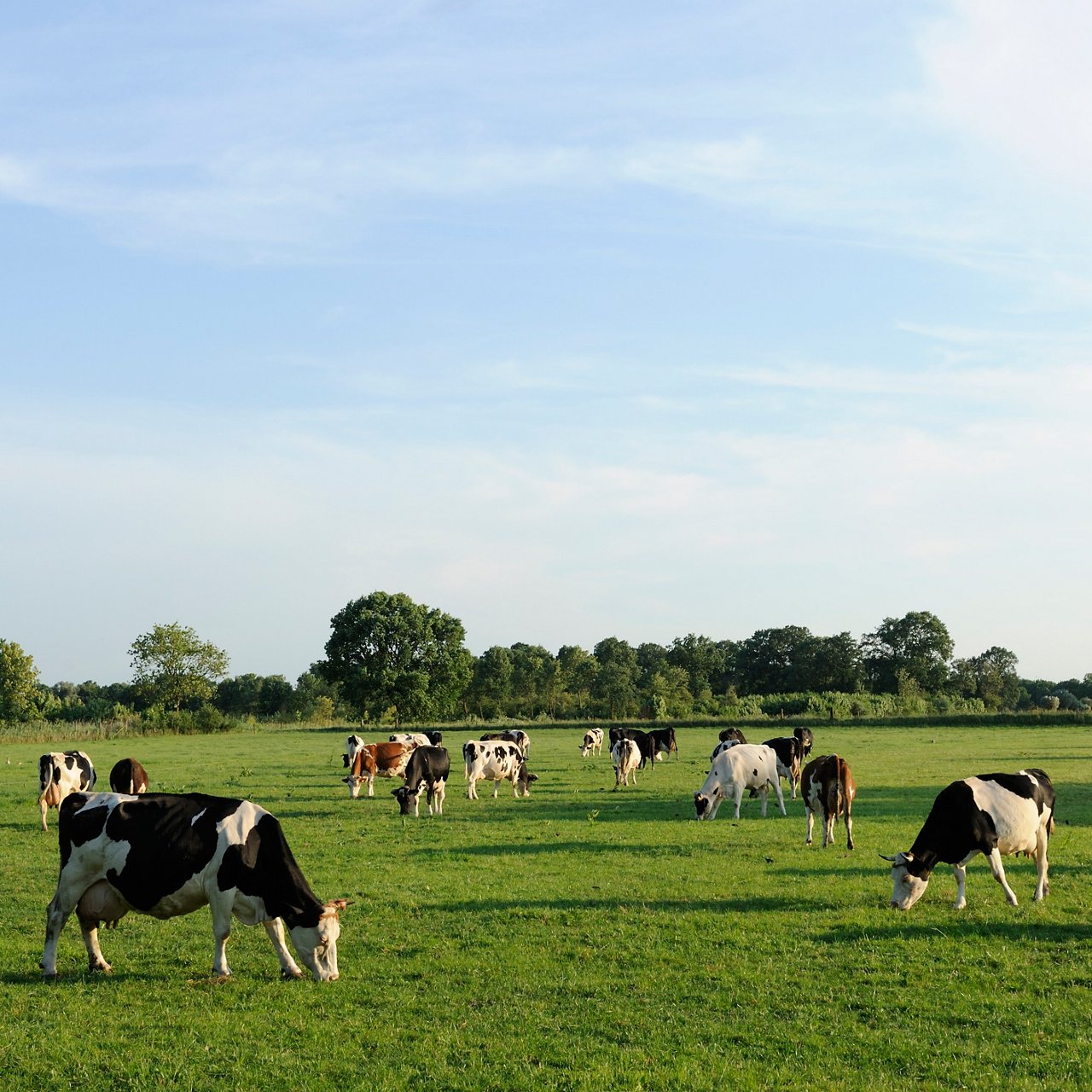 Troupeau de vaches