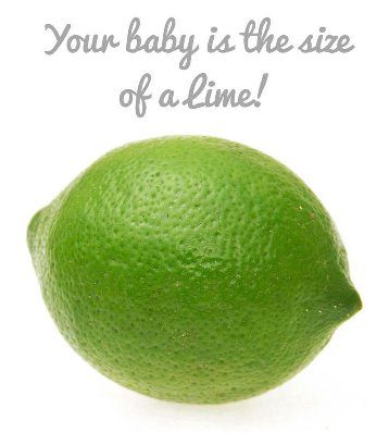 baby-size-lime.jpg