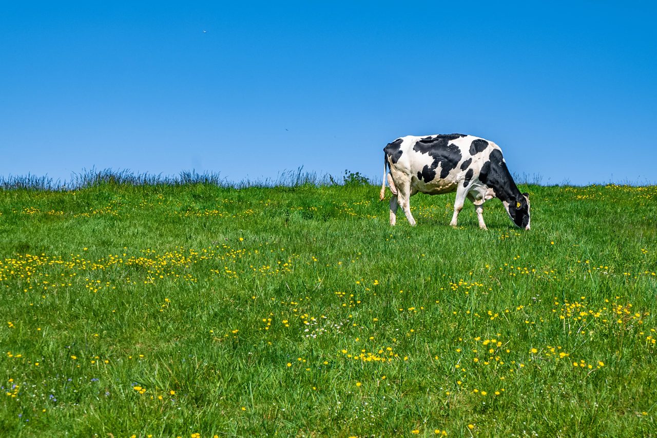 black-white-cow-grazing-pasture-during-daytime