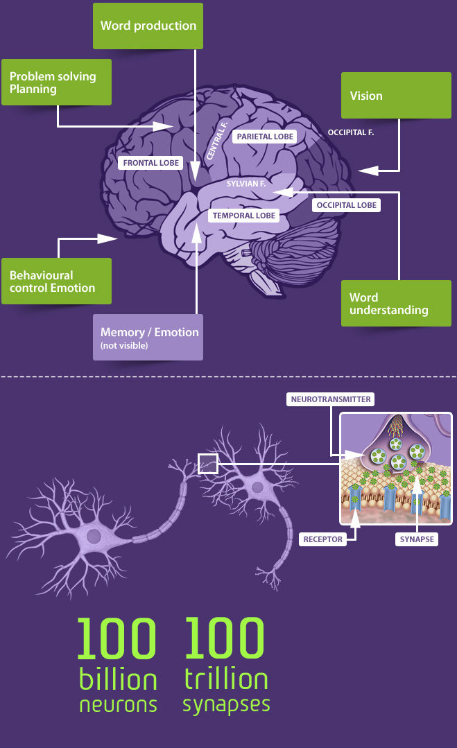 Brain and synapses 