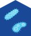 clostridia icon