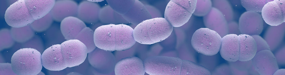 3D illustration. Streptococcus pneumoniae, or pneumococcus, is a gram-positive bacteria responsible for many types of pneumococcal infections.; Shutterstock ID 489022159; BD: Nutricia ; BU: Nutricia Research