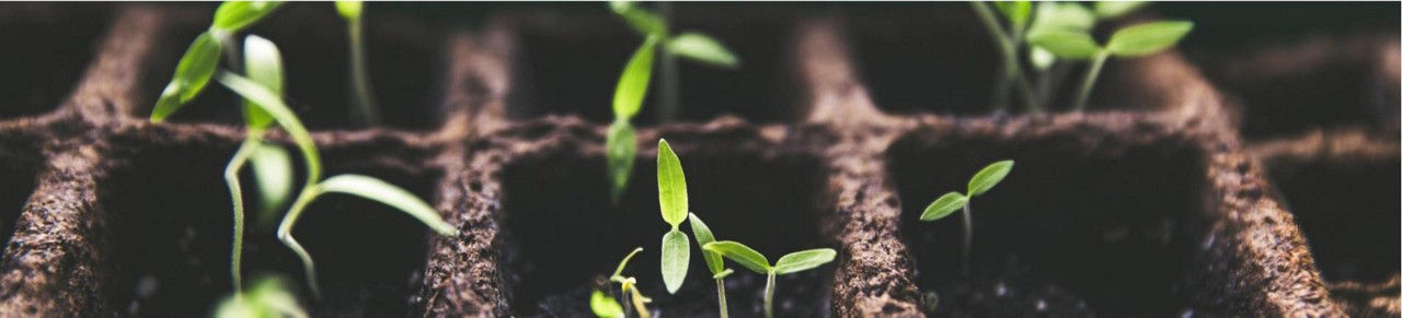 Close up image of tomatoes seedlings